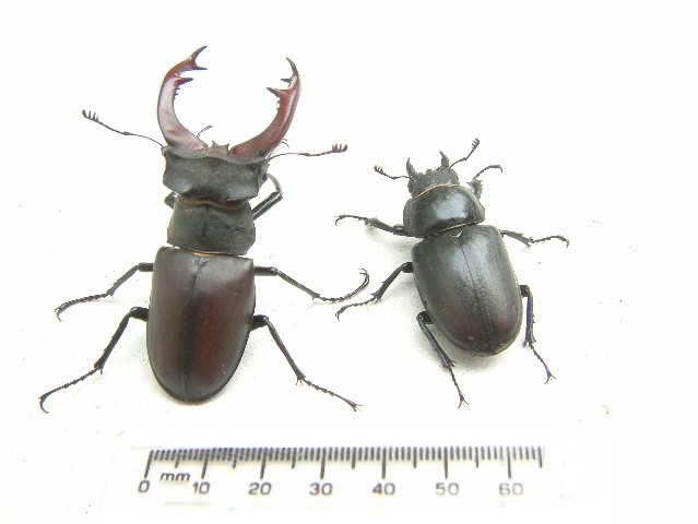 stag beetle male and female