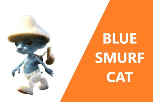 blue smurf cat